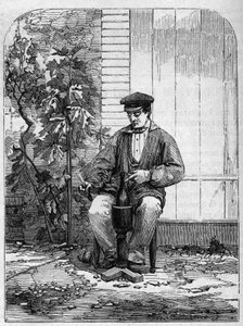 Şampanya şarabının şişelenmesi. 1864