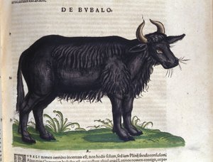Konrad Gesner, Tiguri tarafından Historia animalium