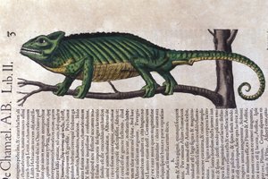 Historia Animalium