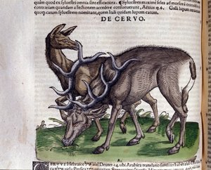 Historia animalium
