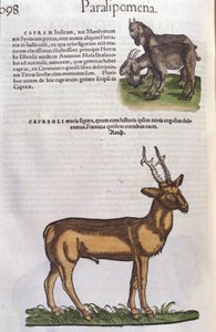 Hayvanlar Tarihinde Geyik, Conrad Gesner (1516 - 1565), Tiguri by Unknown artist