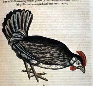 Konrad Gesner, Tiguri tarafından Historia animalium