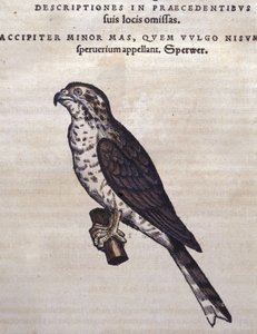 Conrad Gesner'in Historia Animalium'undan sonraki şahin, Tiguri 1560. Biblioteca Nazionale Braidense. Milano by Unknown artist