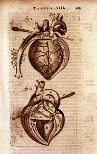 Bartholin