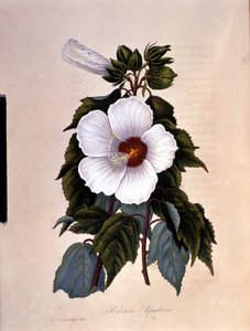 Ibiskus. Botanik kurulu. by Unknown artist