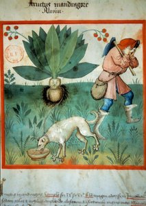 Adamotu. Olağanüstü sihirli erdemlerin sıklıkla atfedildiği şifalı bitki. İlaç ve diyetetik sağımlarından aydınlatma “” Tacuinum sanitatis”” by Unknown artist