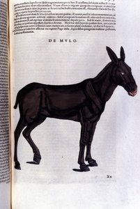 Konrad Gesner, Tiguri tarafından Historia animalium