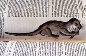Su samuru - Historia Animalium Conrad Gesner (1516 - 1565), Tiguri by Unknown artist
