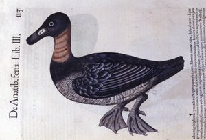 Konrad Gesner, Tiguri tarafından Historia animalium'dan sonra kırmızı boyunlu ördek by Unknown artist
