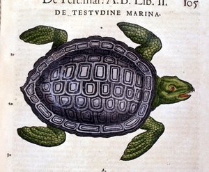 Conrad Gesner