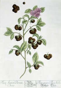 Çay bitkisi Frutex Bontii - botanik kurulu by Unknown artist