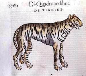 Kaplan - Historia Animalium