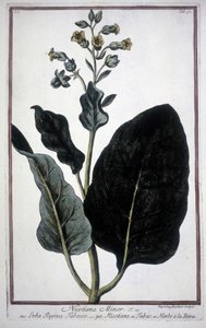 19. yüzyıldan kalma bir sulakta tütün yaprağı ve çiçeği (Nicotiana Minor). by Unknown artist