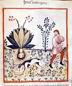 14. yüzyılda tıp incelemesi. Mandrake