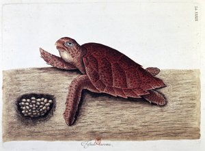 Kaplumbağa ve yumurtaları - doğal tarih panosu, B.N. by Unknown artist