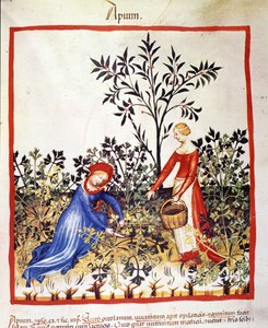 İki kadın maydanoz topluyor. İlaç ve diyetetik sağımlarından aydınlatma “” Tacuinum sanitatis”” by Unknown artist
