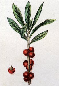 Venöz botanik bitkiler: Daphne Mezereon. Gravür, Friedrich Eduard Bilz (1842-1922) tarafından “Doğal ilaç” by Unknown artist