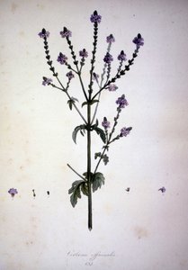 Verbena officinalis (Verbena officinale). 19. yüzyıl herbaryumu. by Unknown artist