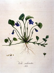 Menekşe. 19. yüzyıl gravürü. by Unknown artist