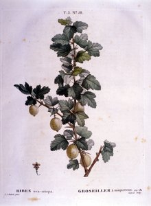 Beyaz kuş üzümü veya uskumru: 19. yüzyıl botanik tahtası. by Unknown artist
