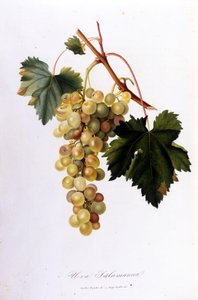Beyaz Üzümler. 19. yüzyıl gravürü. by Unknown artist