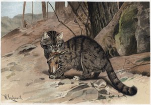 Yaban Kedisi - Yaban kedisi (Felis silvestris) - Alfred Edmund Brehm