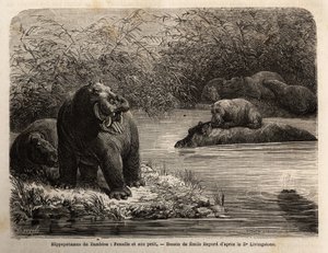Zambese Hippotamus: kadın ve genç nehirde canlandırıcı. Dr. Livingstone