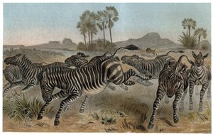Zebre - Zebralar - Afrika atları (at ailesi) - Alfred Edmund Brehm