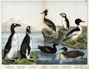 a: Adi Japon Balığı (Mergus merganser), b: Adi Bataklık (Podiceps cristatus), c: Adi Loon (Colimbus glacialis), d: Kara Guillenot (Cephis grylle), Büyük Pinguoin (Alca impennis), f: Puffin (Fratercula artica) ), G; Kraliyet Pengueni (Aptenodydydydye pa by Unknown artist