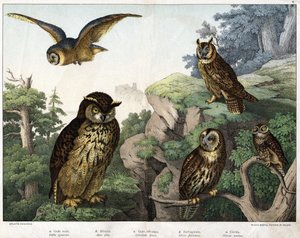 a: Altın Baykuş (Bubo ignavus), b: Hulotte (kedi-huant) (Asio kabuğu), c: Yabani Baykuş (Syrnium aluco), d: Baykuş (Strix flammea), e: Baykuş (Athene noctua) - “Doğal”da Kuşların Tarihi”, ed. Hoepli, Milano by Unknown artist