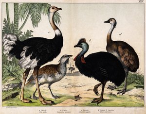 a: Büyük toy kuşu (Otis tarda), b: Casoar (Casarius galeatus), c: Afrika Devekuşu (Struthio camelus), d: Nandon (Rhea Americana) -“” Natural History of Oideals”, ed. Hoepli, Milano by Unknown artist