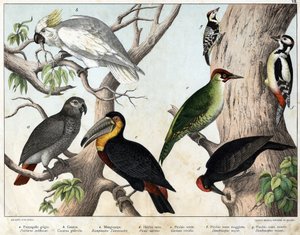 a: Gri papağan (Psittacus erithacus), b: Papağan kakatoları (Cacatua galerita), c: Toucan (Ramphastos temminckii), d: Kara Ağaçkakan (Picus Martius), e: Yeşil Ağaçkakan (Gecinus veridis), f: Büyük Kırmızı Ağaçkakan ( Dendrocopus minör) - “Doğal Tarihi by Unknown artist