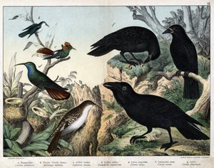a: Grimpereau (certhia familyis), b: Küçük sinek kuşu (Mellisuga minima), c: Süslü sinek kuşu (Lophornis ornata), d: safir sinek kuşu (Hylocharis sapphirina), e: İmparatorluk kuzgunu (Corvus corax), f: Kara Karga ( Corvus Corone), g: Kuzgun (Corvus meyveli by Unknown artist