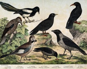 a: Mantolu karga (Corvus cornix), b: Adi filizler (Corvus monedula), c: Alakarga (Garrulus glaudarius), d: Benekli cassenoix (Nucifraga caryocatates), e: Sarı gagalı Chocad (Pyrrohocorax alpinus), f: Kırmızı - faturalı (Pyrrhocorracorracorracorrax) x gracu by Unknown artist