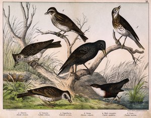 a: Kuzey Lark (Alauda arvensis), b: Lulu lark (Lullula arborea), c: Cappellaccia (Galerita cristata), d: Sansonnet sığırcık (Sturnus Vulgaris), e: Ördek (Cinclus aquaticus), f: Ardıç (Turdus musicus) - “Kuşların Doğal Tarihi”nde “, ed. Hoepli, Milano by Unknown artist