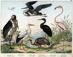 a: Phenicopterer veya Flamingo (Phoenicopterus roseus), b: Ak leylek (Ciconia alba), c: Kara leylek (Ciconia migra), d: Marabout (Leptoptilus crumenifer), e: Ak balıkçıl (Ardea cinerea), f: Kırmızı balıkçıl ( Ardea purpurea) - “Kuşların Doğal Tarihinde” “” by Unknown artist