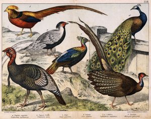 a: Gümüş sülün (Euplocamus nycthemerus), b: Altın sülün (Thaumalea picta), c: Görkemli sülün (Argus giganteus), d: Mavi tavus kuşu (Pavo cristatus), e: Lophophorus impeyanus, f: Türkiye (Meleagris gallo-pavo) , “Kuşların Doğal Tarihi” içinde, ed. Çapa by Unknown artist