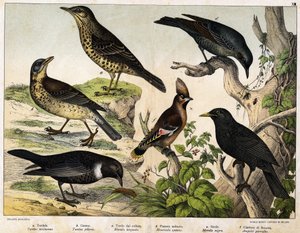 a: Ardıç (Turdus viscivorus), b: Ardıç (Turdus pilaris), c: Karatavuk (Merula torquata), d: Mavi Karatavuk (Monticola cyanus), e: Karatavuk (Merula nigra), f: Bohemian de geveze (Ampelis garulus) - “Kuşların Doğal Tarihi” içinde, ed. Hoepli, Milano by Unknown artist
