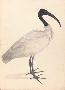 Siyah Beyaz Kızılderili Kuşu, (çiftten biri) by Unknown artist