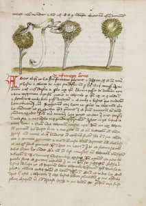 Ağaçta Bir Goshawk ve Yuvasından Uzakta Uçan Bir Bülbül by Unknown artist