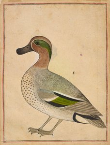 Yeşil Kanatlı Bir Teal by Unknown artist