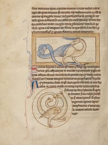 Bir Scitalis; Bir Amphisbaena by Unknown artist