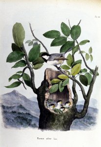 Yuvasının yakınında ortak bir kuşu (veya serçeyi) temsil eden bir tahta. by Unknown artist