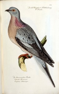 Artık soyu tükenmiş göçmen bir güvercin. Fritsch'ten sonra zoolojik tablo by Unknown artist
