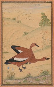 Bir çift Brahminy ördeği by Unknown artist