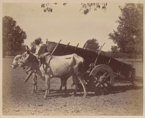 Tarım Arabası, Guzerat by Unknown artist