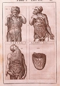 Anatomik pano şunları temsil eder: karın, bağırsak ve midenin boyutları, kasları. Juan Valverde De Amusco