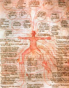 Kan dolaşımını gösteren anatomik çizelge “” De surgia””” el yazmasından minyatür 13. yüzyıl Venedik Biblioteca Marciana by Unknown artist
