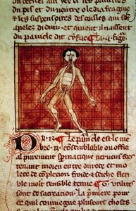 Anatomik şekil: kabuğu, göğüs açık. Henri de Mondeville (Philippe Le Bel'in anatomi profesörü cerrahı) tarafından yazılan “” Cerrahi” (Folio 11v) el yazmasından minyatür by Unknown artist