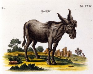 Ankey. 18. yüzyıl temsili. by Unknown artist